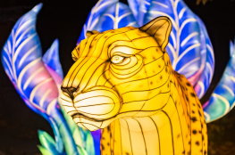 Wasilków Wydarzenie Wystawa Garden of Lights - Białystok Park Dinozaurów